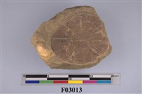 藏品(曼氏星楯海膽)的圖片